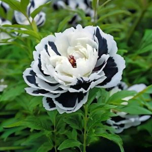 Пион Монохромный Шик купить по цене от 429р. в интернет-магазине «Посадика» с доставкой почтой в в Элистае и по всей России – [изображение №1].