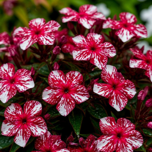 Флокс Ливер Гриммер купить по цене от 590р. в интернет-магазине «Посадика» с доставкой почтой в в Элистае и по всей России – [изображение №1].