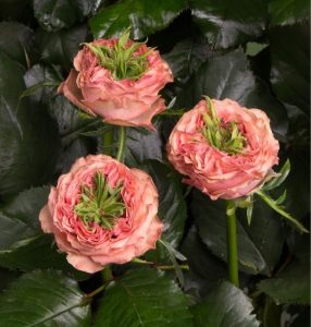 Роза Амбер Инчант купить по цене от 495р. в интернет-магазине «Посадика» с доставкой почтой в в Элистае и по всей России – [изображение №1].