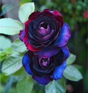 Роза Скарлет Рэвери купить по цене от 489р. в интернет-магазине «Посадика» с доставкой почтой в в Элистае и по всей России – [изображение №1].