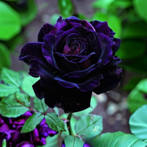 Роза Блэк Пантер купить по цене от 319р. в интернет-магазине «Посадика» с доставкой почтой в в Элистае и по всей России – [изображение №1].