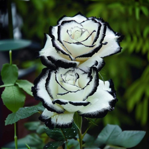 Роза Силк Ивин купить по цене от 319р. в интернет-магазине «Посадика» с доставкой почтой в в Элистае и по всей России – [изображение №1].