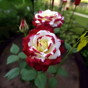 Роза Роял Глом купить по цене от 401р. в интернет-магазине «Посадика» с доставкой почтой в в Элистае и по всей России – [изображение №1].