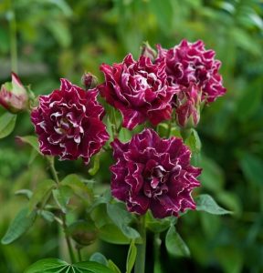 Роза Опаловый Пейзаж купить по цене от 490р. в интернет-магазине «Посадика» с доставкой почтой в в Элистае и по всей России – [изображение №1].