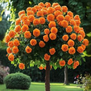 Роза Солнечный Шарм купить по цене от 349р. в интернет-магазине «Посадика» с доставкой почтой в в Элистае и по всей России – [изображение №1].