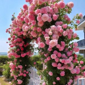 Роза Пастель Розе купить по цене от 605р. в интернет-магазине «Посадика» с доставкой почтой в в Элистае и по всей России – [изображение №1].