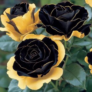 Роза Ханни Сикл купить по цене от 700р. в интернет-магазине «Посадика» с доставкой почтой в в Элистае и по всей России – [изображение №1].