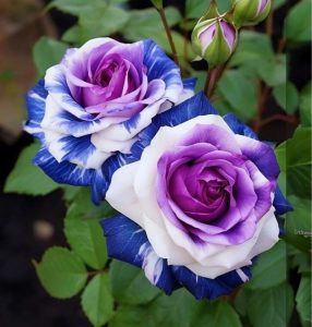 Роза Айвори Каскад купить по цене от 420р. в интернет-магазине «Посадика» с доставкой почтой в в Элистае и по всей России – [изображение №1].