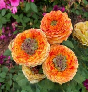 Роза Золотой Мираж купить по цене от 420р. в интернет-магазине «Посадика» с доставкой почтой в в Элистае и по всей России – [изображение №1].