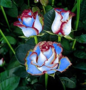 Роза Сафайер Пэтл купить по цене от 450р. в интернет-магазине «Посадика» с доставкой почтой в в Элистае и по всей России – [изображение №1].