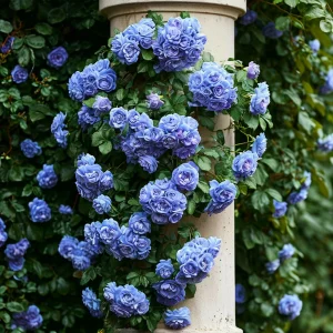 Роза плетистая Блю Перпл купить по цене от 540р. в интернет-магазине «Посадика» с доставкой почтой в в Элистае и по всей России – [изображение №1].